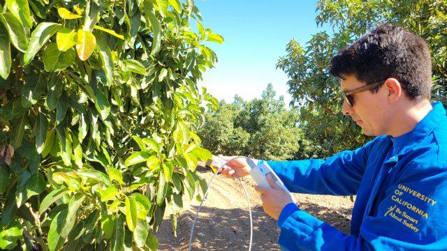 Eurosemillas-Green-Motion-Avocados|luna-aguacate eurosemillas|eurosemillas luna ucr